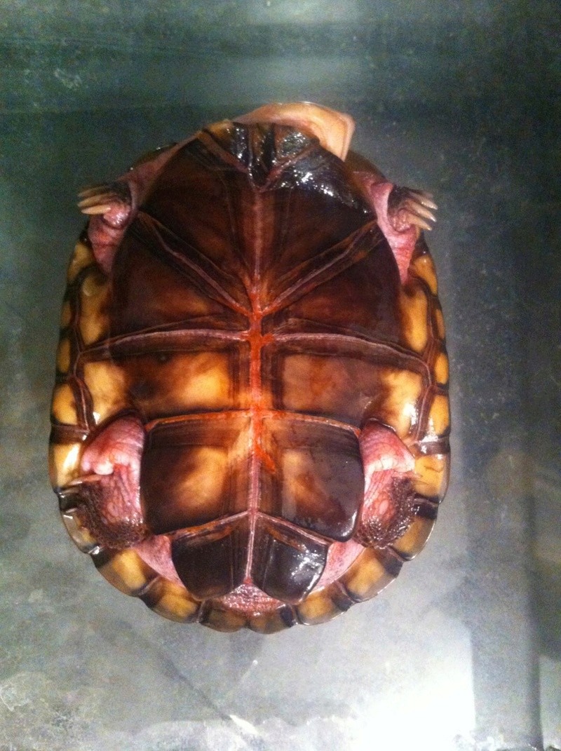 Identification espèce tortue d'eau svo Img_4010