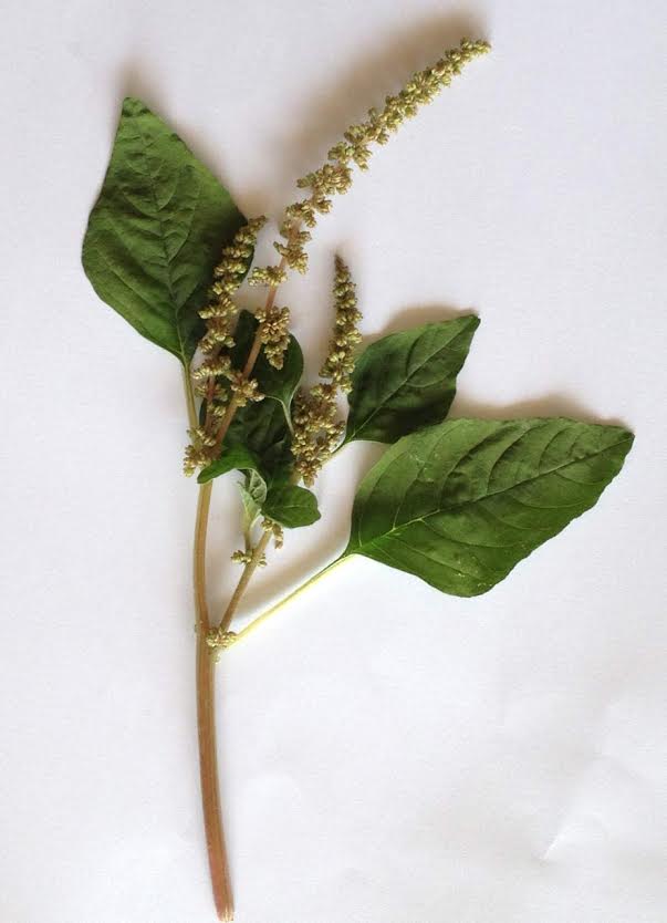 Identification: est-ce bien une amarante blette ou amarante livide? Amaran11