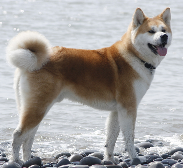 Акита - большая японская собака Color-18