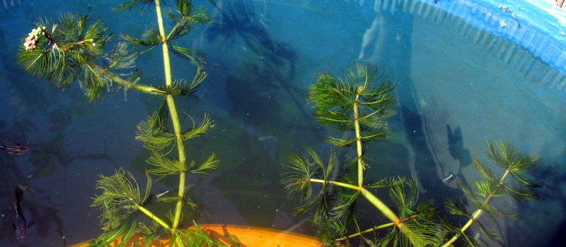 Identification: plante sur étangs. Aqua8018