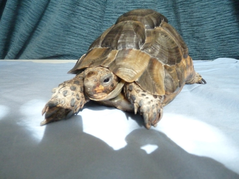 Goitre tortue turque P1010213