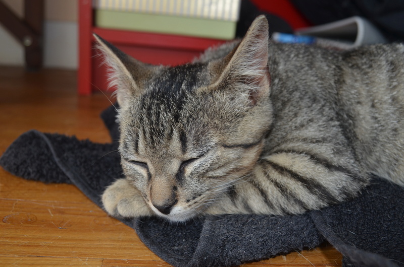 Nero, mâle type européen tabby estimé né environ 01/06/16 Dsc_0211