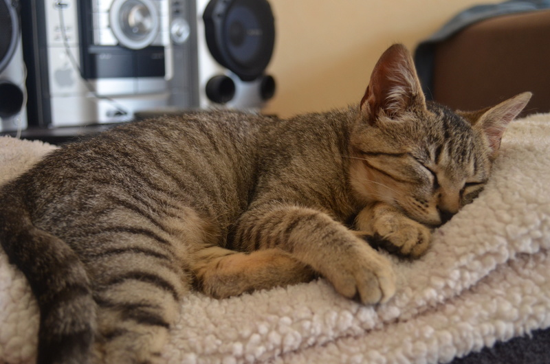 Nero, mâle type européen tabby estimé né environ 01/06/16 Dsc_0224