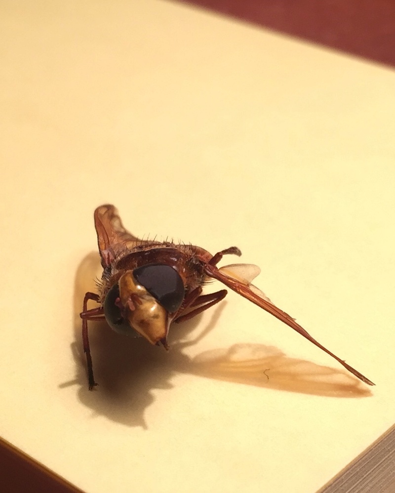 Identification insecte volant svp! Fullsi12