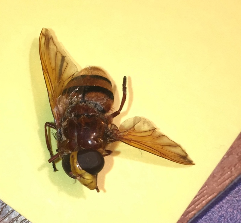 Identification insecte volant svp! Fullsi13