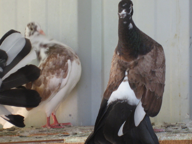 pigeons queue de paon indien de race Photo_13