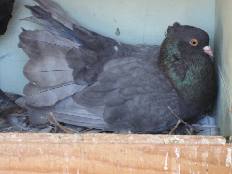 pigeons queue de paon indien de race Photo_14