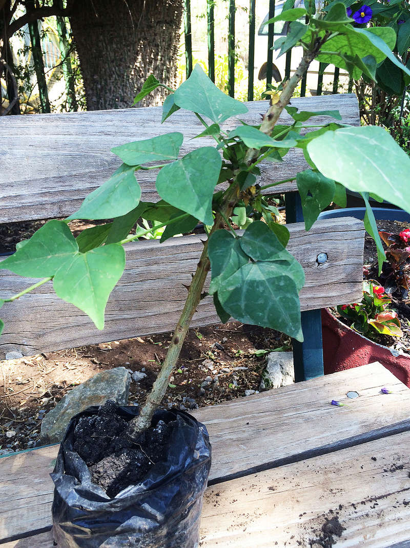 Tree for bonsai.