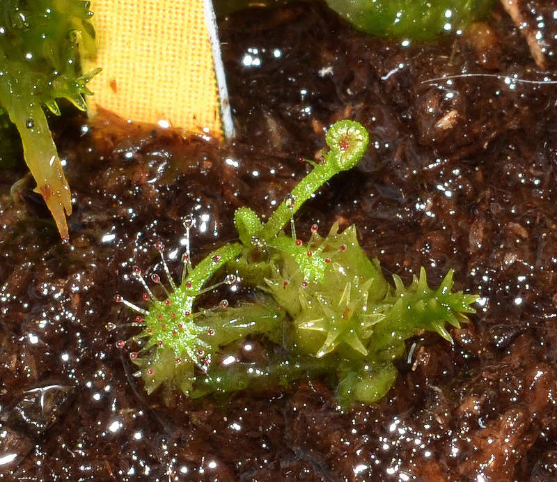 boutures de drosera rotundifolia 1ere_b10