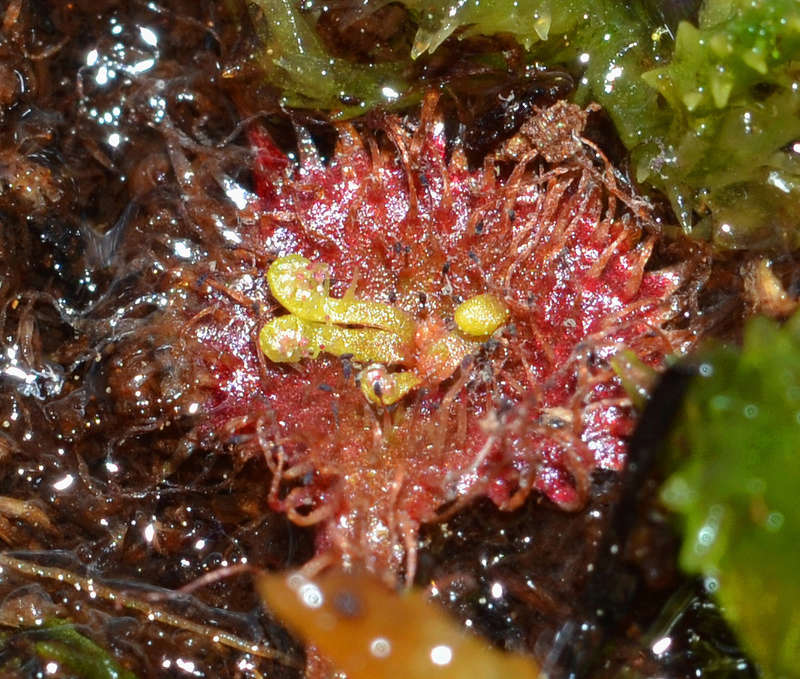 boutures de drosera rotundifolia Boutur11