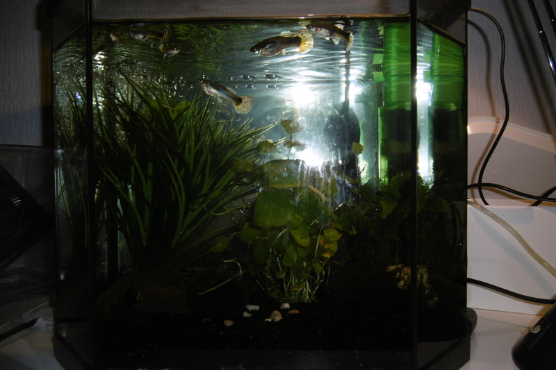 Population aquarium 120/150l 15_09_14