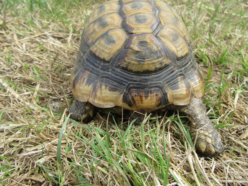 identification tortue svp Img_1512