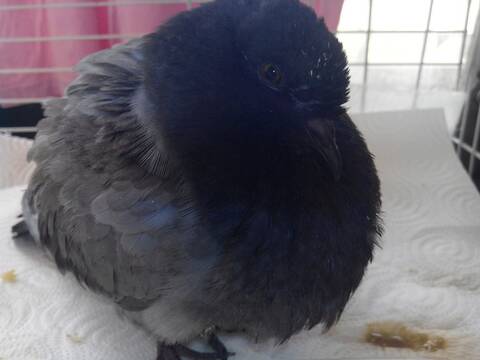 Trouve Jeune Pigeon
