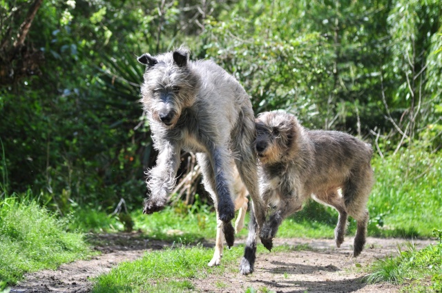 Photographie d'animaux - conseils pour devenir un pro ! - Page 33 Dsc_1110