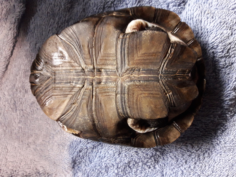 Besoin d'aide pour ma tortue... /URGENT\ 20160912