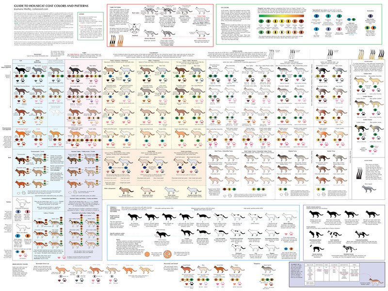 Cat Genetics Geneti10