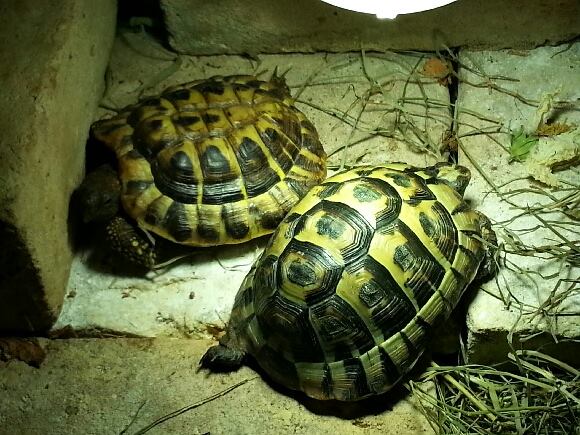 tortue carapace aplatie et bosselée 14445310