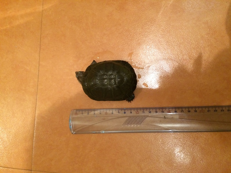Identification de tortue  Img_0310