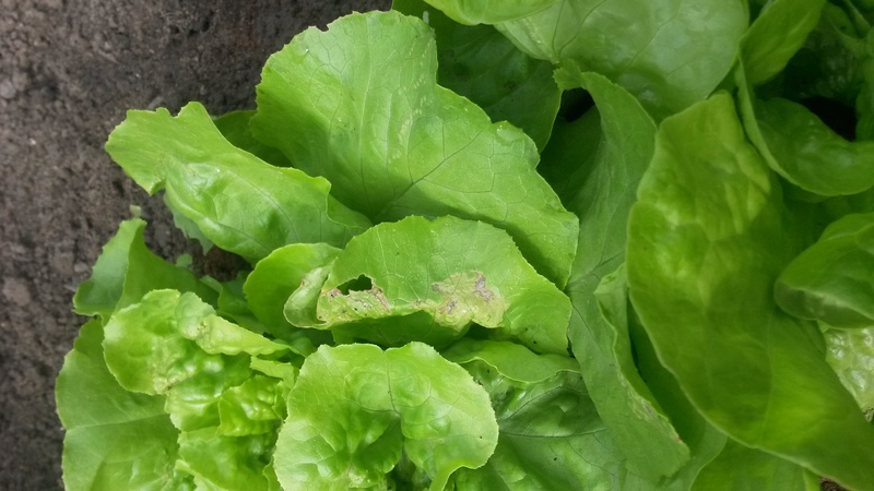 Problème sur mes salades 20160910