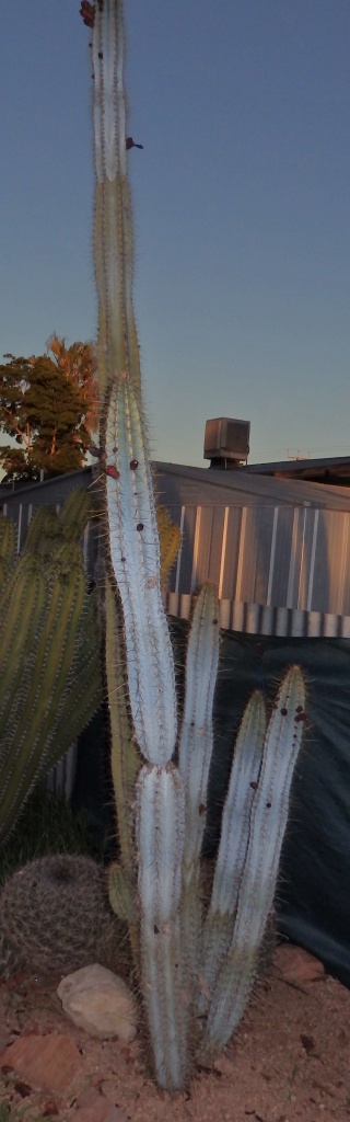 Help with two large Cacti ID Cereus10