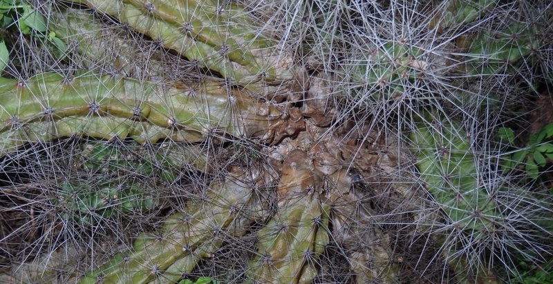 Cactus scarring P9160010