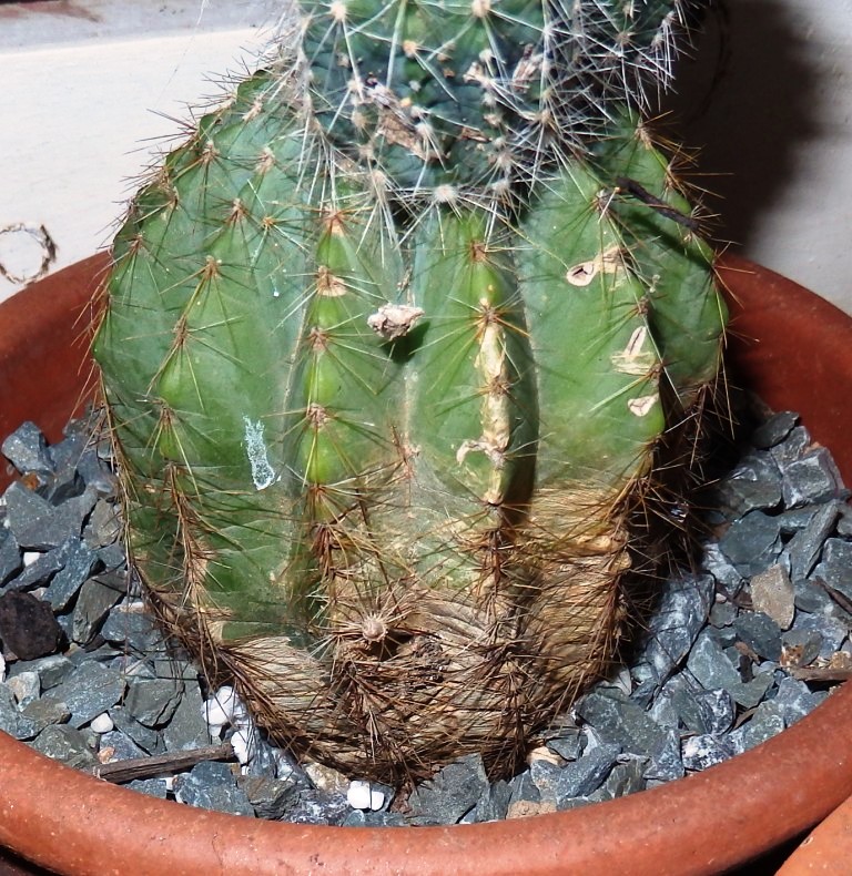 Cactus scarring P9160013
