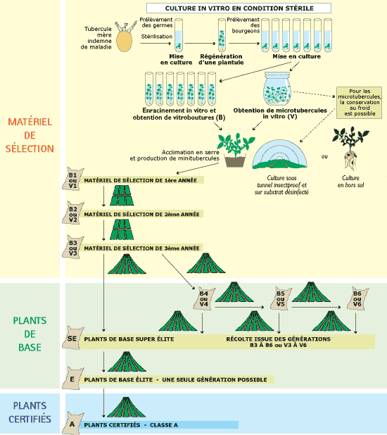 Résoudre les problèmes de sélection du plant de pomme de terre Schema10