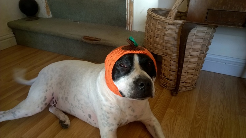 Harley dressed up Wp_20132