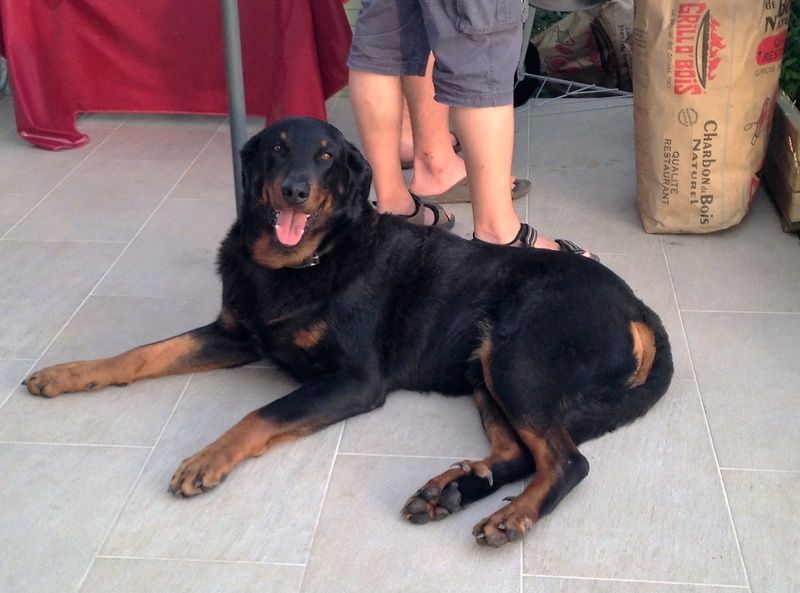 CHERCHE FAMILLE AIMANTE POUR GOSS, MALE LOF DE 5 ANS  Img_3210