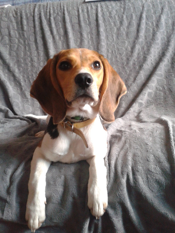 Malia le beagle têtu^^ 2015-014
