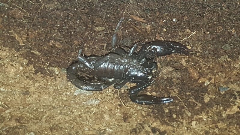 What is this little guy/gal? 20161014