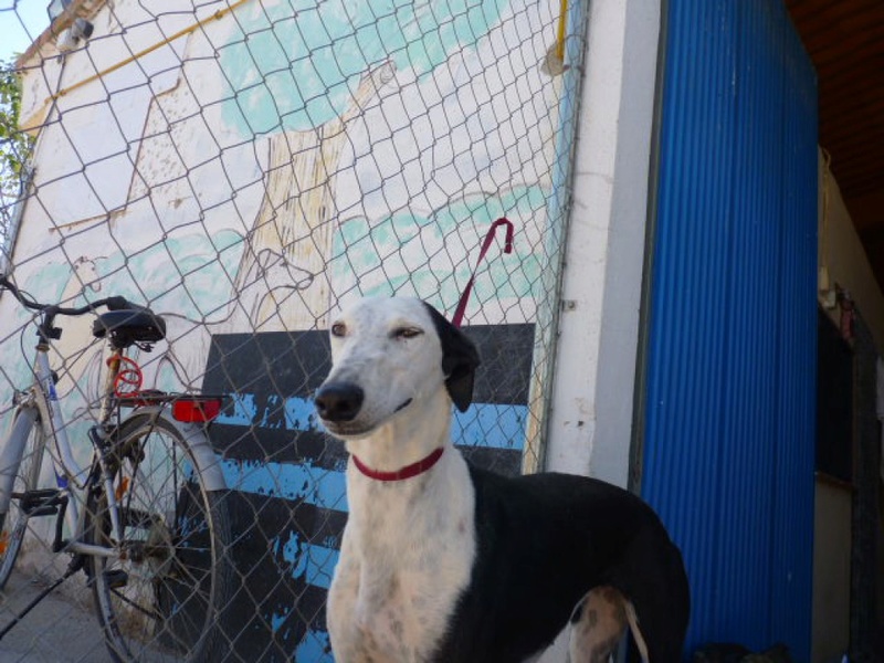 CELESTE  galga noire et blanche de 3ans Celest11