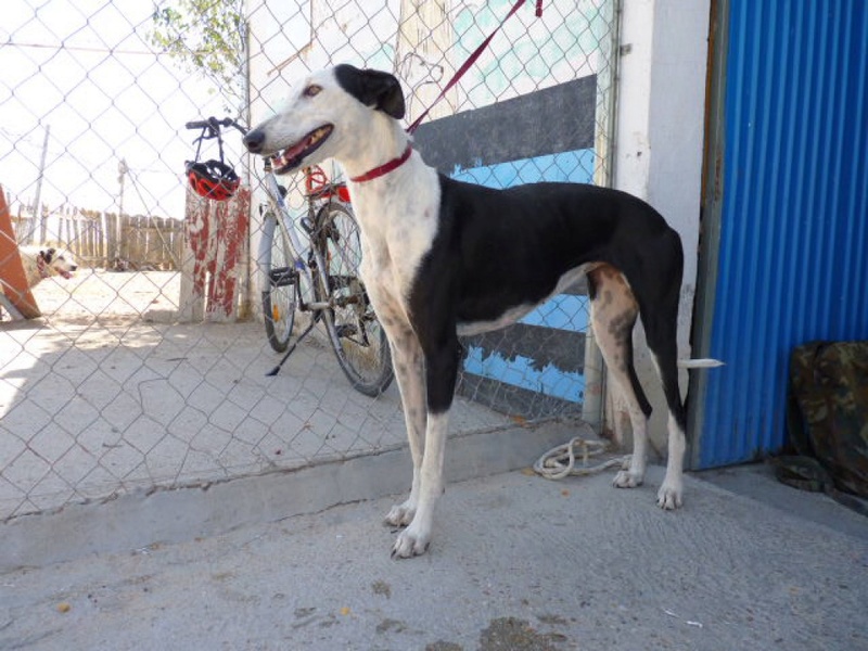 CELESTE  galga noire et blanche de 3ans Celest14