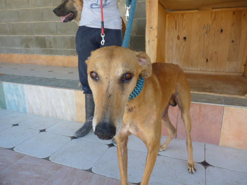 EXCALIBUR galgo roux a la queue coupée Excali10