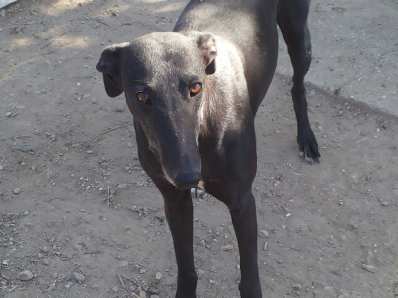 GAVIOTA "Safari", galga noire de 4ans .Scooby France Gaviot11
