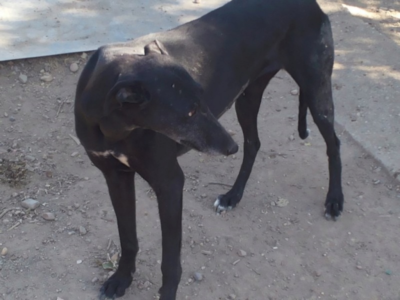 GAVIOTA "Safari", galga noire de 4ans .Scooby France Gaviot14