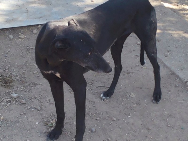 GAVIOTA "Safari", galga noire de 4ans .Scooby France  Gaviot14