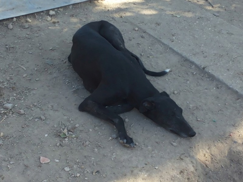 GAVIOTA "Safari", galga noire de 4ans .Scooby France Gaviot15