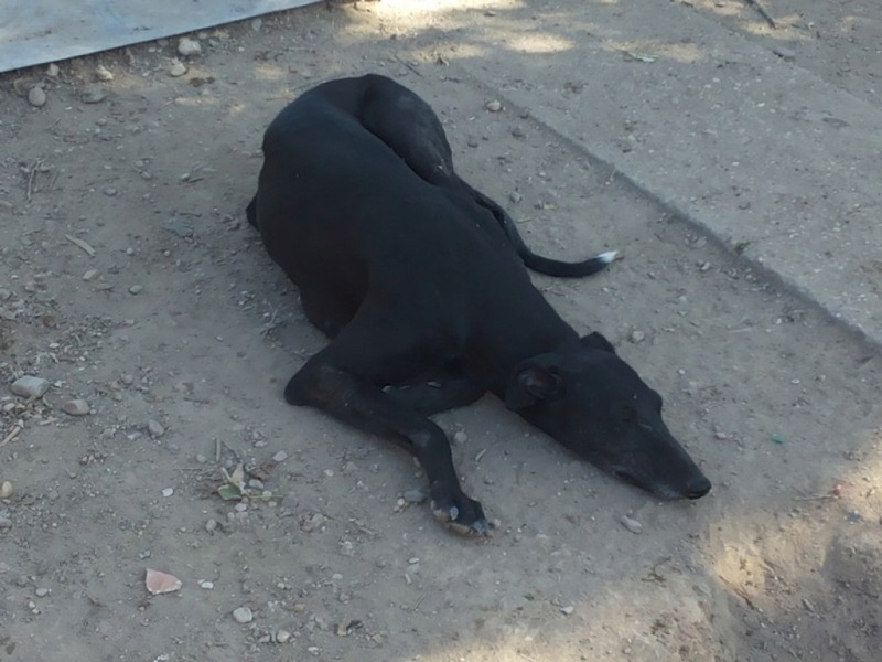 GAVIOTA "Safari", galga noire de 4ans .Scooby France  Gaviot15