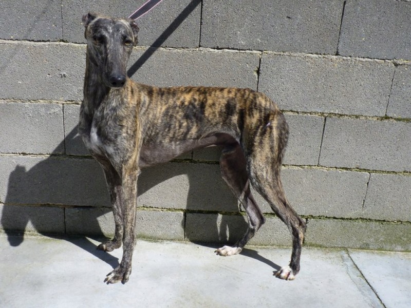 PLANO jeune et superbe galgo male  bringé  Plano310