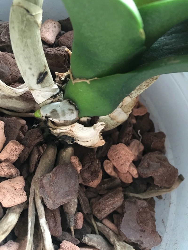 Phalaenopsis | Realistische Einschätzung - Ist sie noch zu retten? 2016_112