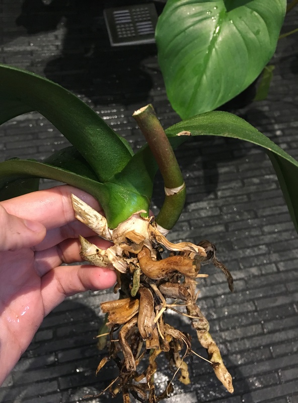 Phalaenopsis | Realistische Einschätzung - Ist sie noch zu retten? Img_4212