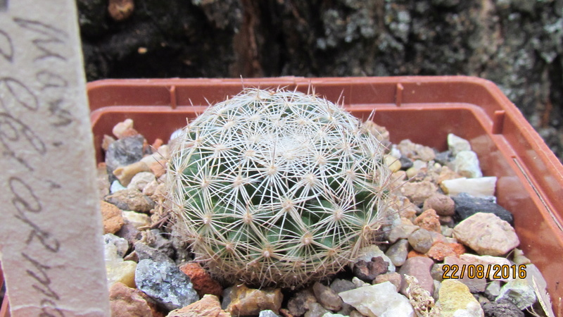 Cacti on logs. M_albi11