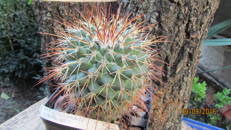 Cacti on logs. M_apoz13