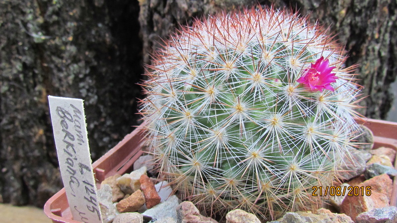 Cacti on logs. M_berk11