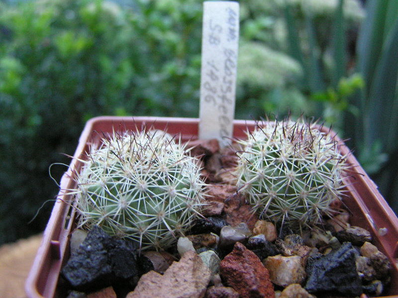 Cacti on logs. M_blos13