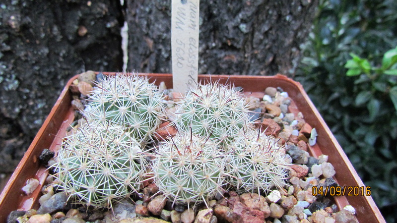 Cacti on logs. M_blos14