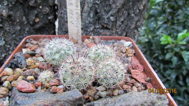 Cacti on logs. M_blos15