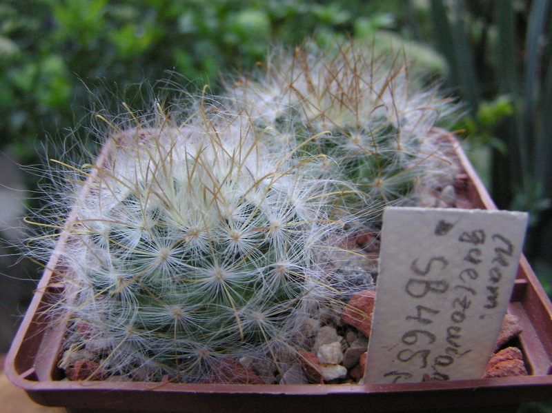 Cacti on logs. 4 M_guel11