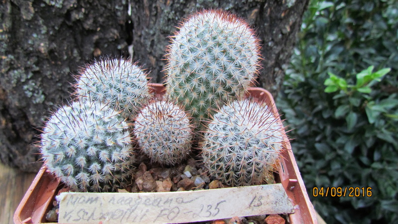 Cacti on logs. 4 M_haag10